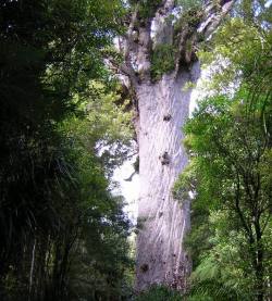 Tāne Mahuta 'Lord of the Forest', is a giant kauri tree in the Waipoua Forest of Northland Region, New Zealand.