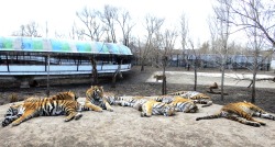 Siberian Tigers