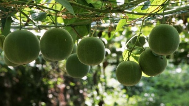 Luohanguo  (Monk fruit)  on the vine. Photo from http://www.beveragedaily.com/R-D/Tate-Lyle-Monk-fruit-sweetener-attracting-most-interest-in-dairy-and-beverages 