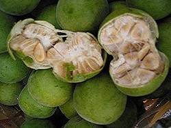 Cross section  of  luohanguo  (monk  fruit)  showing  the  white  flesh  and  large  seeds  which  are  a  feature  of  this  plant.  Mogrosides  are  found  in  the  skin  and  flesh  of  the  fruit.  Photo  and  caption  from  http://  www.biovittoria.com/biovittoria