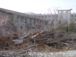 Large trees cut down at Shandan Bailie School as their "leaves pollute the school yard" 