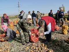 NZCFS projects tour group members assist with harvest at a Shandan Onion cooperative