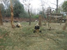 pandas – chengdu