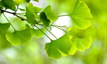 closeup of leaves on a gingko tree